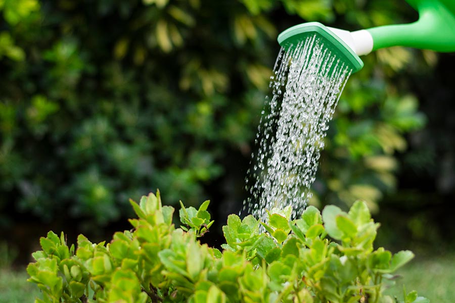 Consejos para regar las plantas y cuidar el agua - Centro de Investigación en Alimentación y Desarrollo (CIAD)