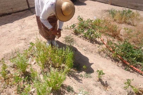 PROGRAMAS DE BIENESTAR, UN ENFOQUE ALTERNATIVO PARA LA PRODUCCIÓN DE ALIMENTOS