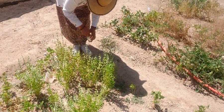 PROGRAMAS DE BIENESTAR, UN ENFOQUE ALTERNATIVO PARA LA PRODUCCIÓN DE ALIMENTOS