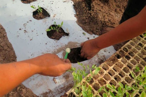 USO DEL HIDROGEL PARA LA AGRICULTURA