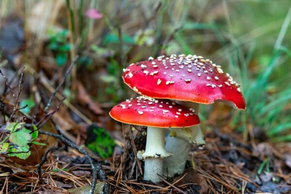LOS HONGOS MICORRÍZICOS Y EL INTERNET DE LAS PLANTAS