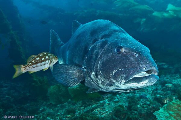 REVELANDO LA EDAD DE PECES GIGANTES POR MEDIO DE OTOLITOS
