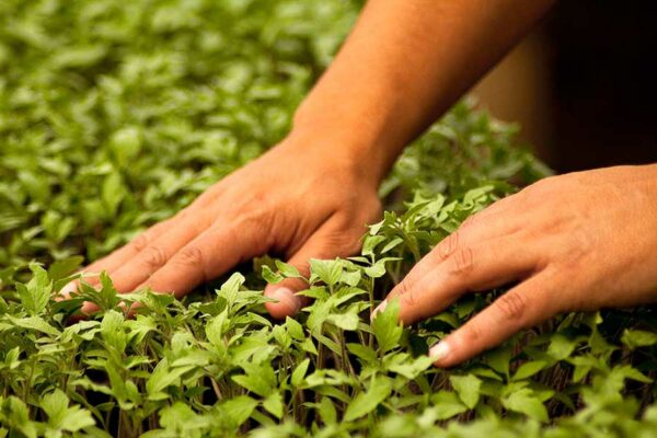 BIOESTIMULANTES, HERRAMIENTAS ÚTILES PARA LOGRAR UNA AGRICULTURA SUSTENTABLE
