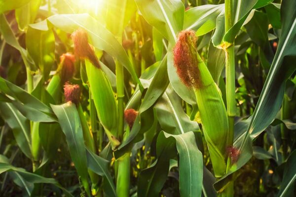 FAROS AGROECOLÓGICOS UNA VÍA PARA EL ESCALAMIENTO DE LA AGROECOLOGÍA EN EL CULTIVO DE MAÍZ