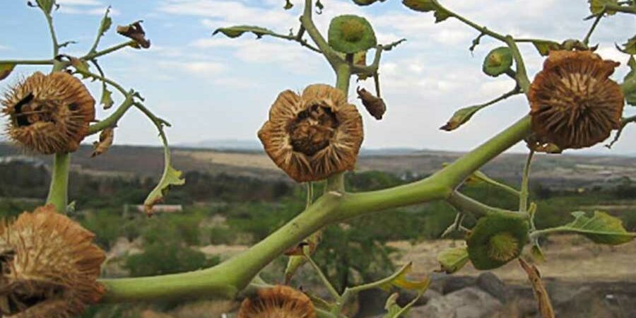 SERIE “PLANTAS MEDICINALES MEXICANAS”
