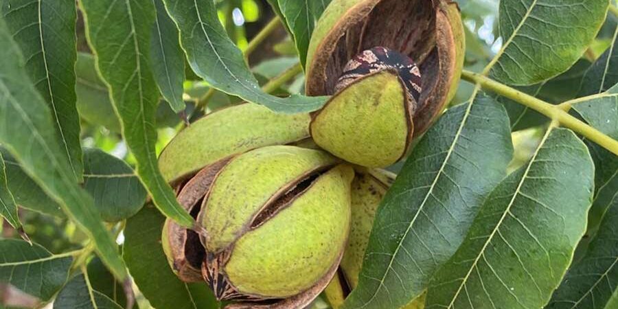 TRANSFORMANDO LA PRODUCCIÓN DE NUEZ PECANERA