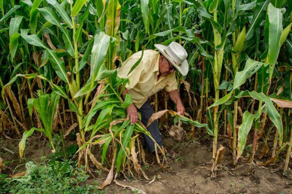 ACTINOBACTERIAS EN LA MILPA