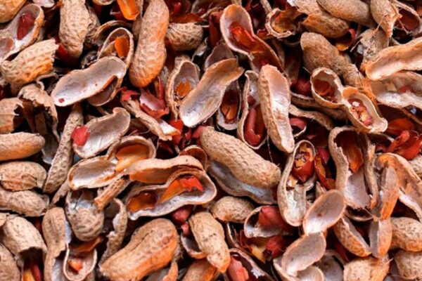 APROVECHAMIENTO DE RESIDUOS DEL CACAHUATE PARA LA PRODUCCIÓN DE BIOINSUMOS AGRÍCOLAS