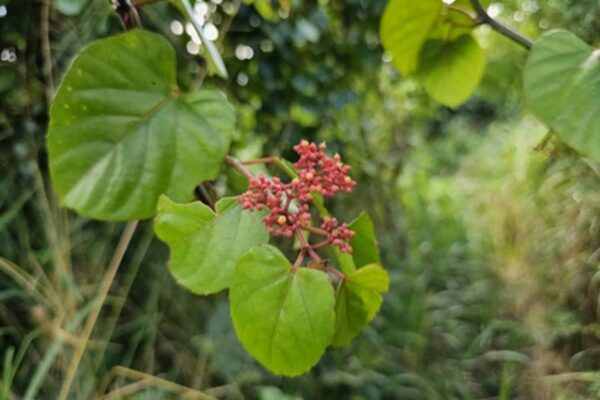 TRIPA DE ZOPILOTE, UN TESORO MEDICINAL