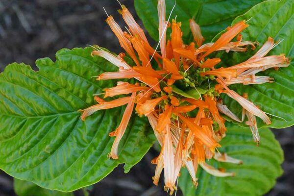 EL MUICLE, DESCUBRE EL POTENCIAL ANTIOXIDANTE DE SU BEBIDA