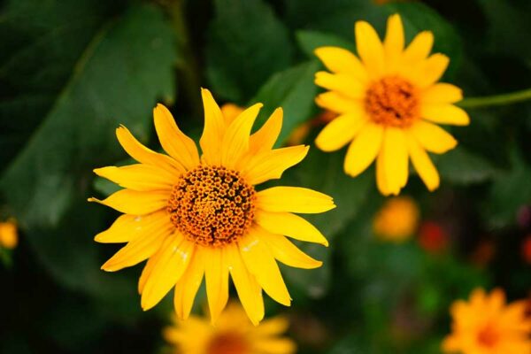 PRODUCTOS NATURALES DE PLANTAS MEDICINALES PARA ACELERAR LA CICATRIZACIÓN