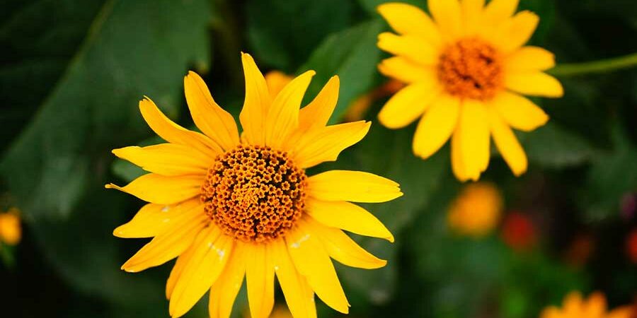 PRODUCTOS NATURALES DE PLANTAS MEDICINALES PARA ACELERAR LA CICATRIZACIÓN